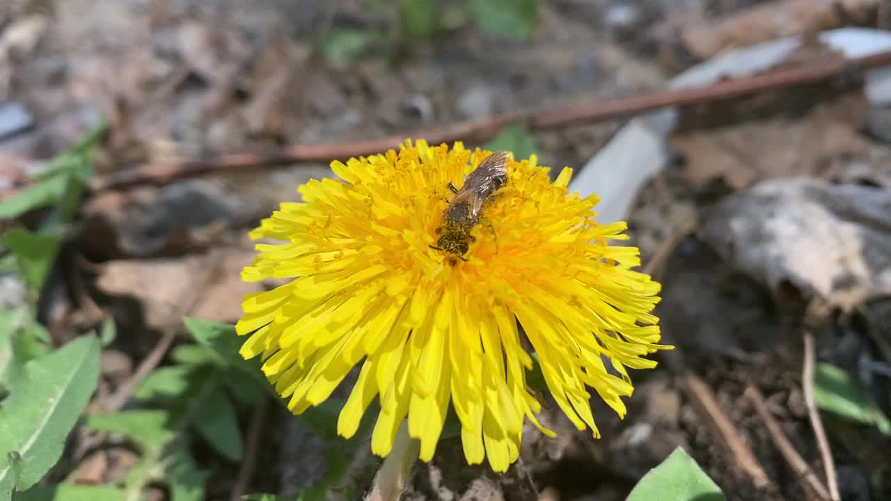 野蜜蜂在蒲公英上采集花粉。视频下载