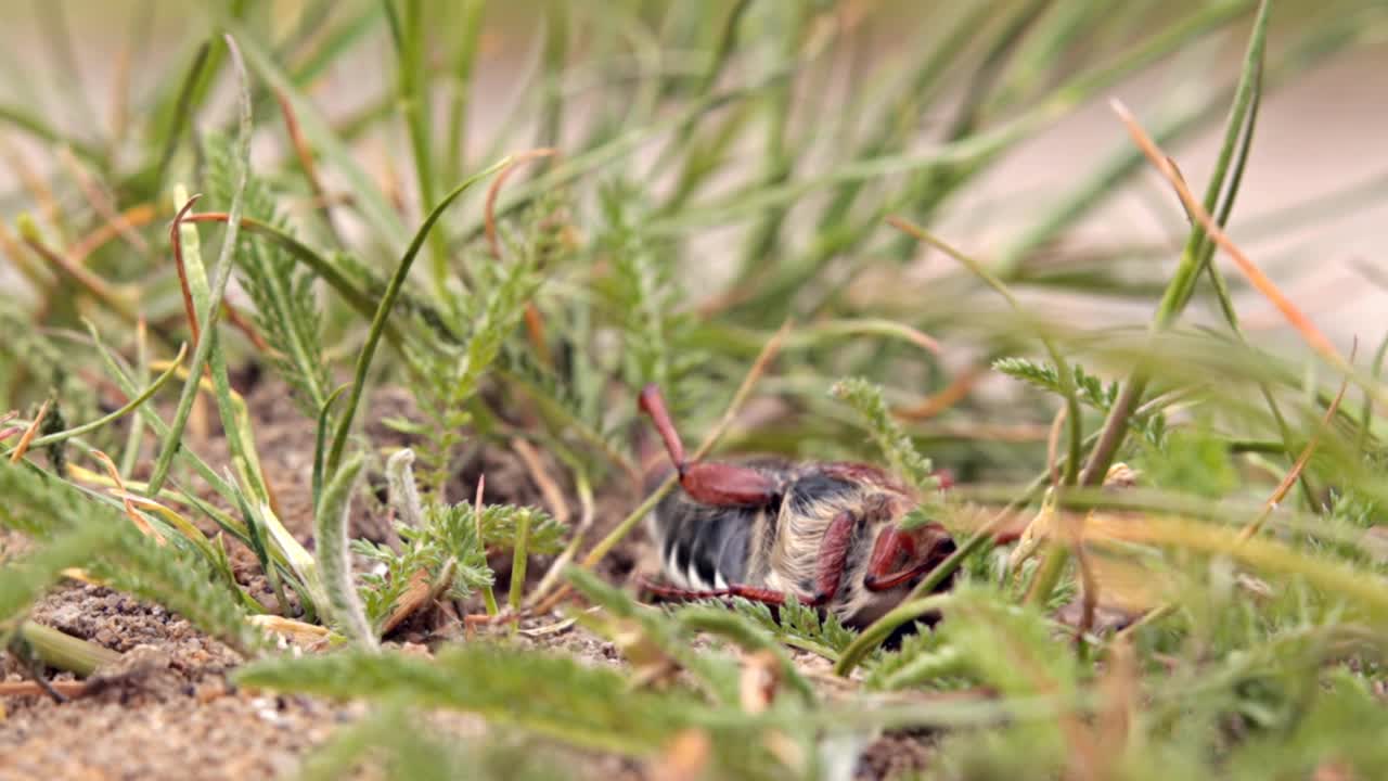 近距离观察蚂蚁攻击地面上的甲虫。视频下载