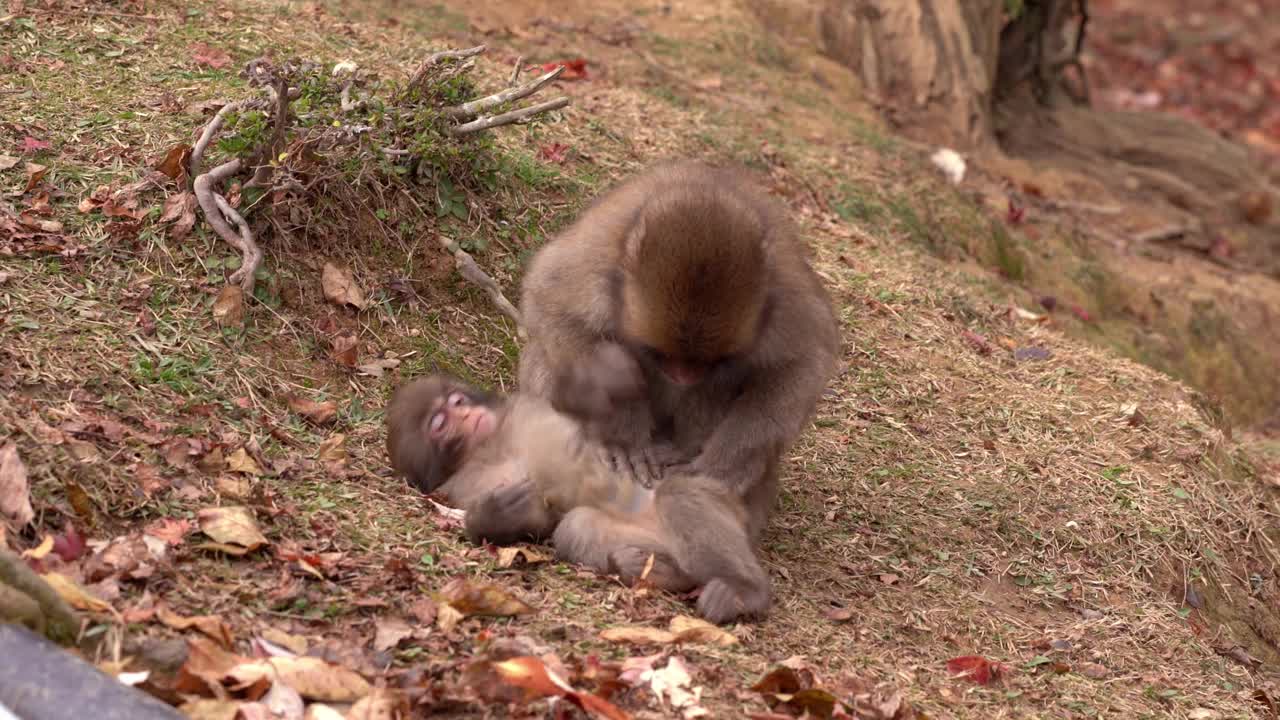 日本京都岚山的猕猴。视频下载