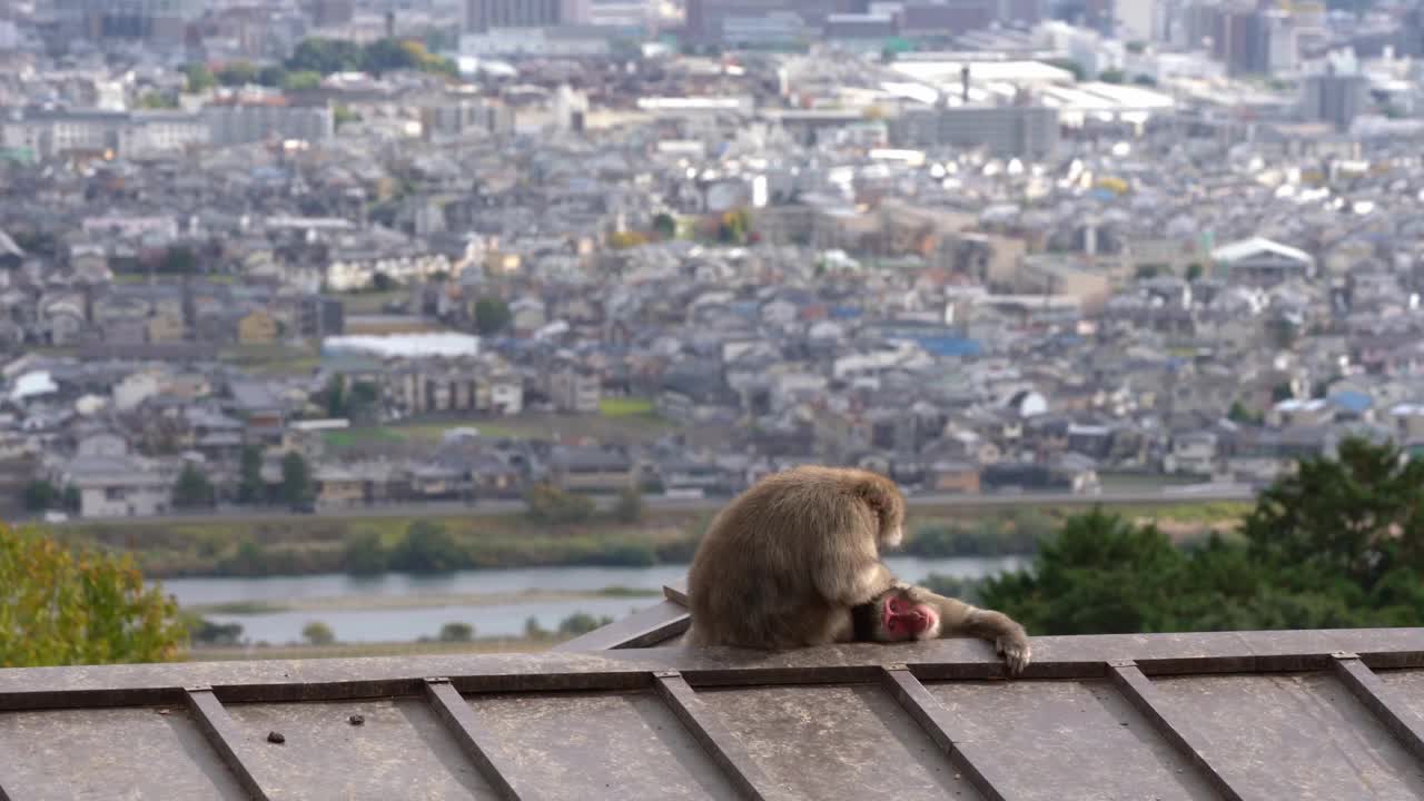 京都岚山为日本猕猴梳理毛发。视频下载