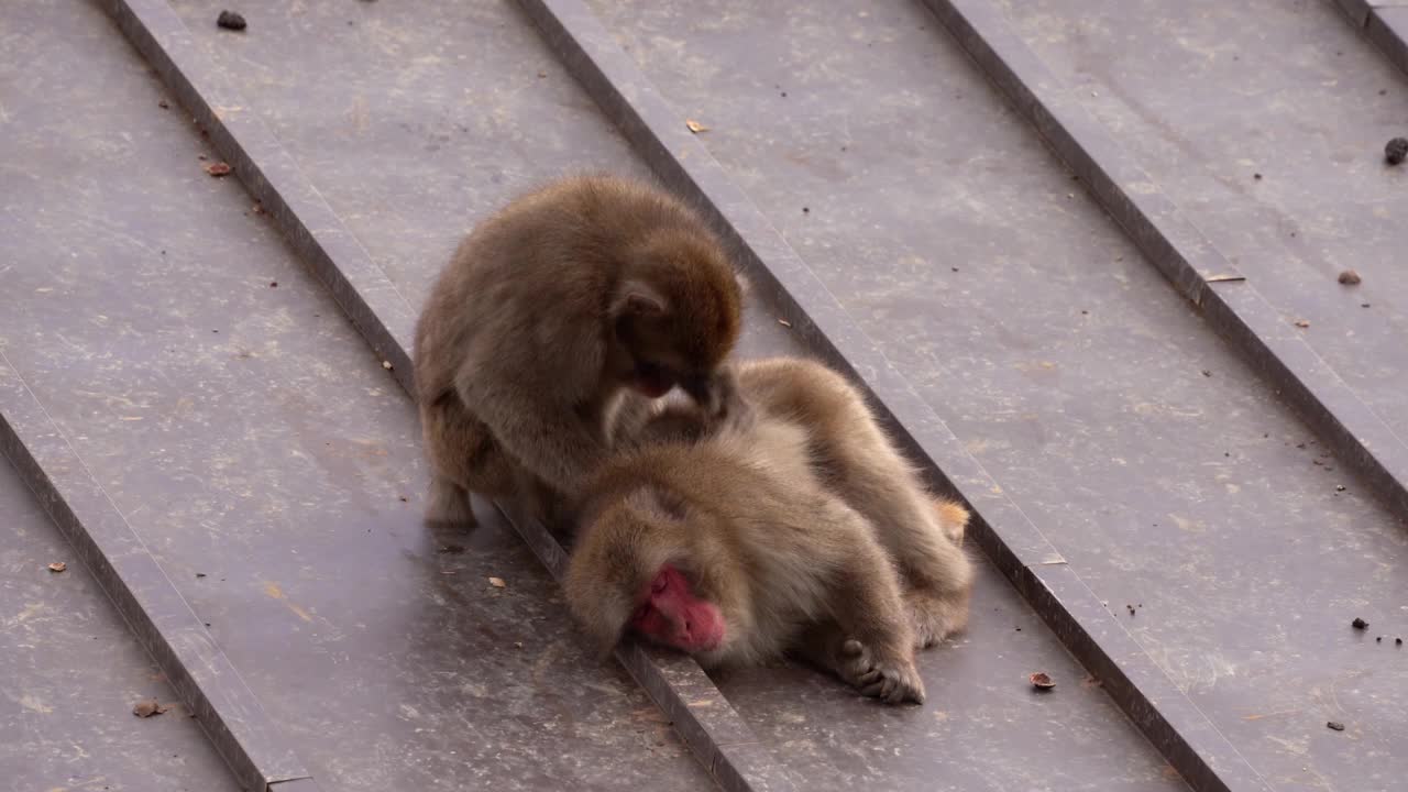 京都岚山为日本猕猴梳理毛发。视频下载