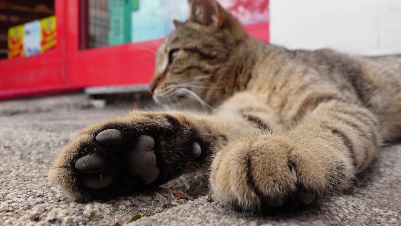 流浪街头的虎斑猫视频下载