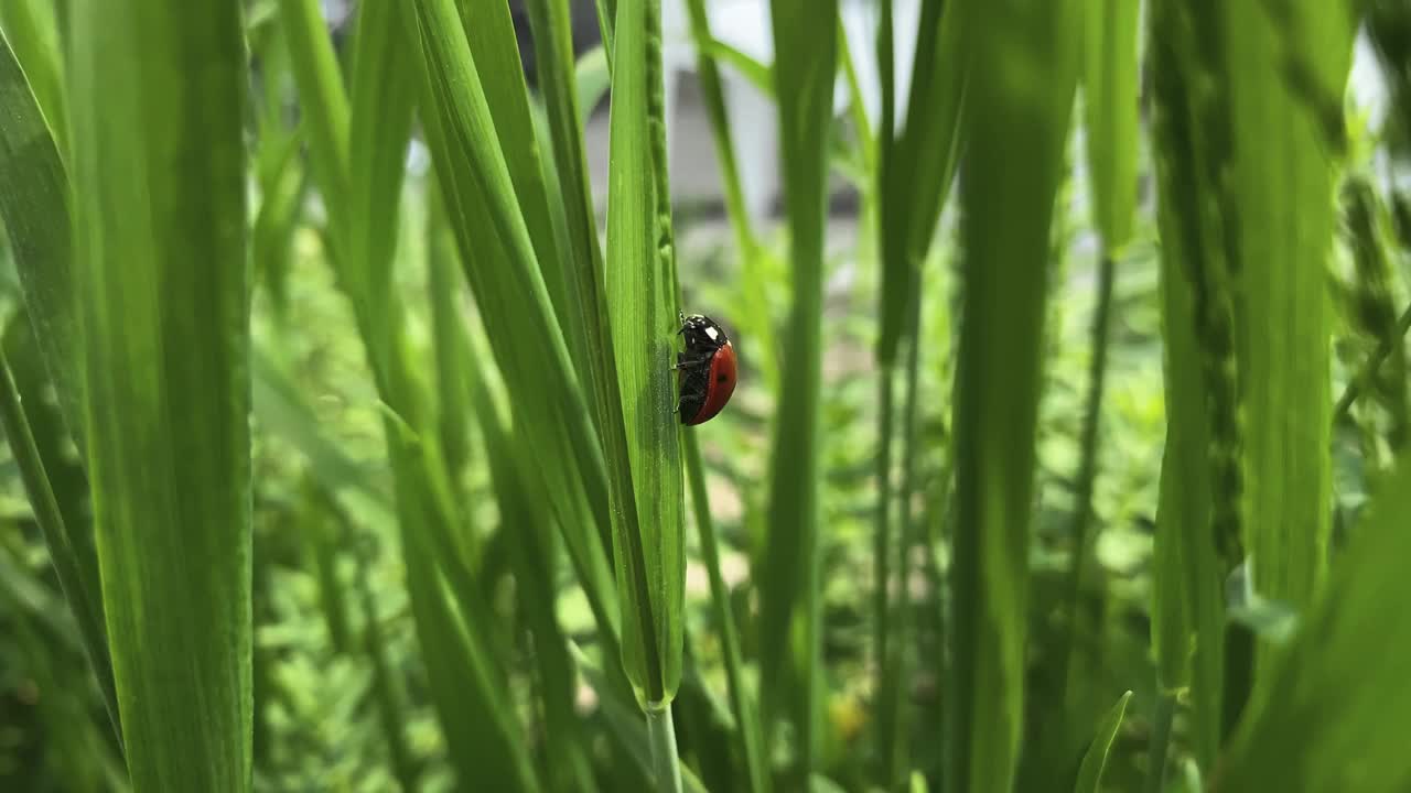 一只瓢虫正在草地上爬。视频下载