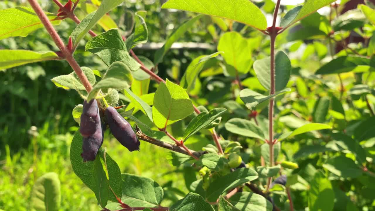 金银花成熟的浆果在树枝上特写在绿色的叶子的背景。视频下载