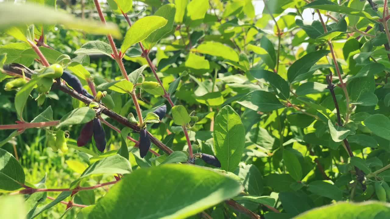 金银花成熟的浆果在树枝上特写在绿色的叶子的背景。视频下载