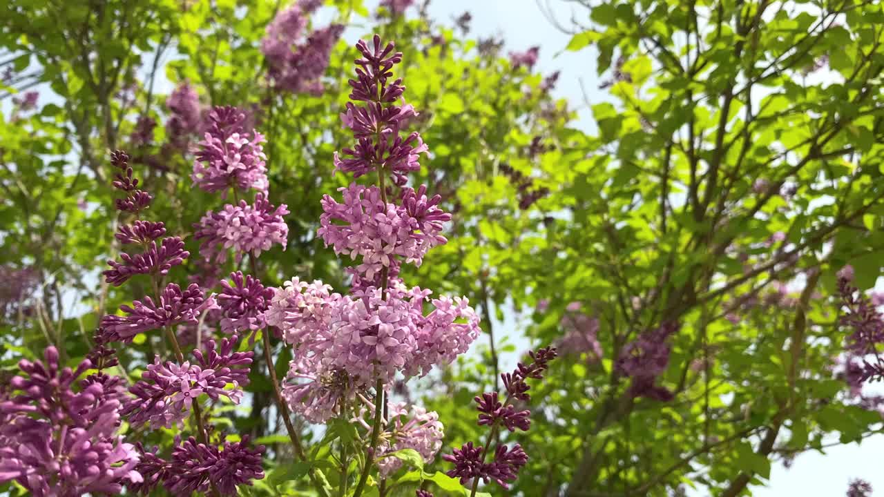 盛开的丁香花特写。概念为春、夏、母亲节、节日。视频下载