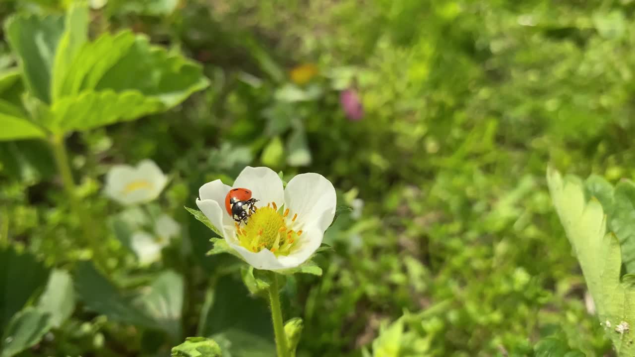 一只瓢虫正在草地上爬。视频下载