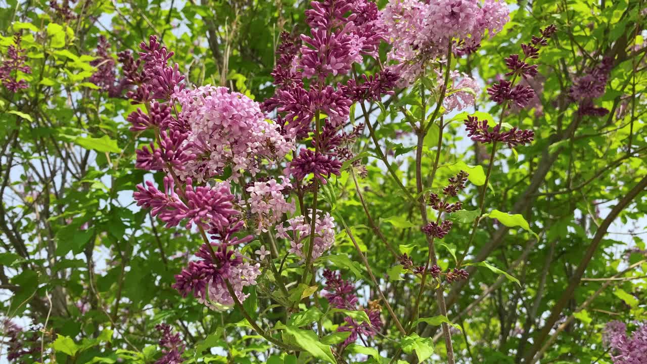 盛开的丁香花特写。概念为春、夏、母亲节、节日。视频下载