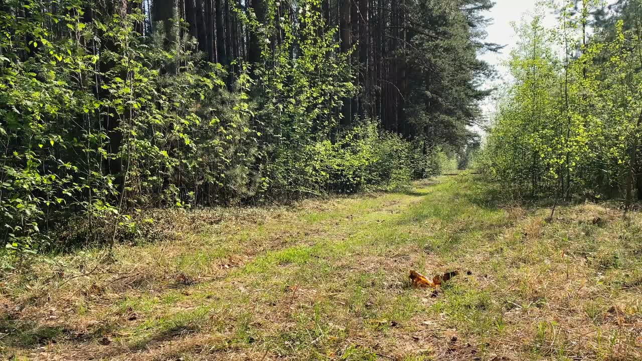 夏天，一个女孩在森林里捡垃圾。一名志愿者在公园的自然环境中收集塑料瓶。从垃圾中拯救地球。环境问题的概念视频下载