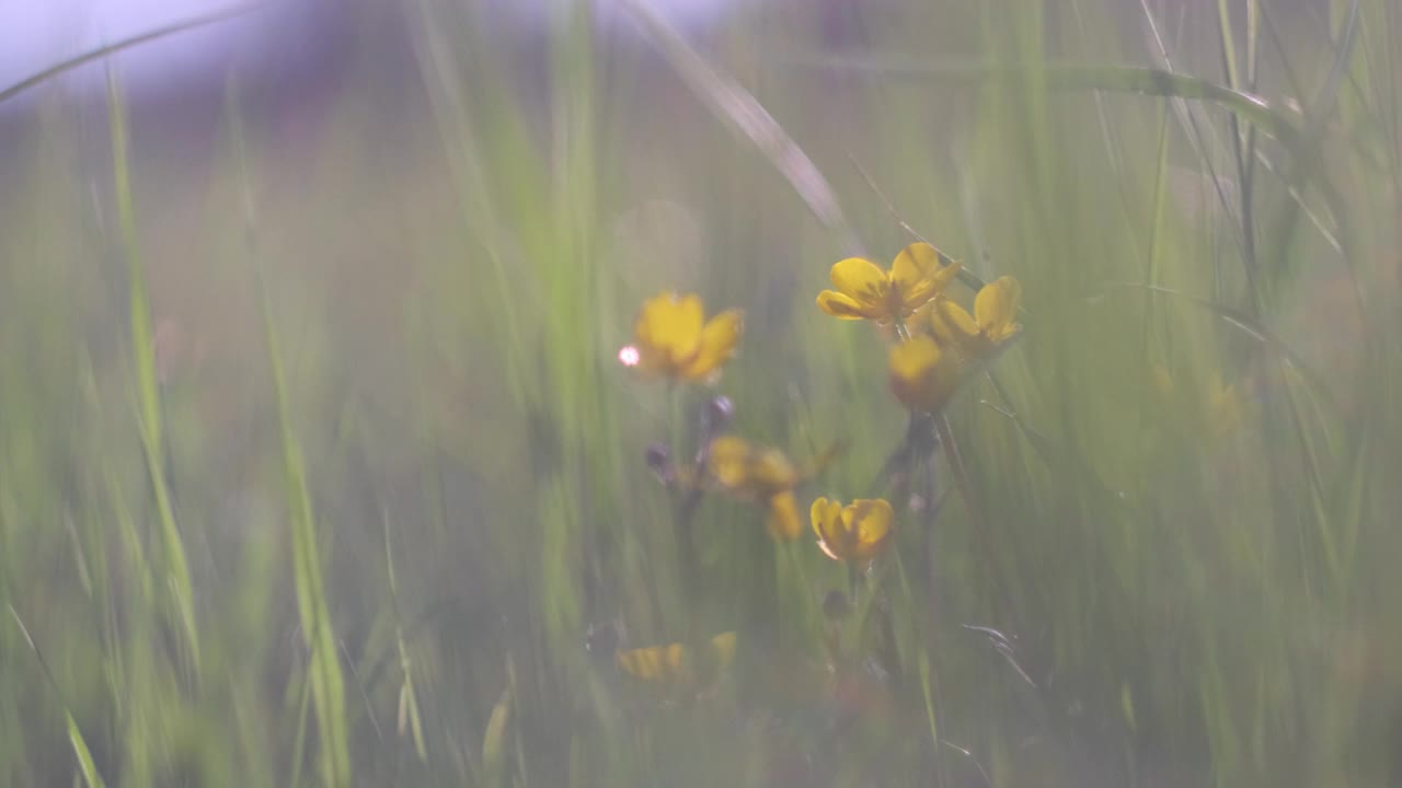 这是一片黄花田的特写。视频下载