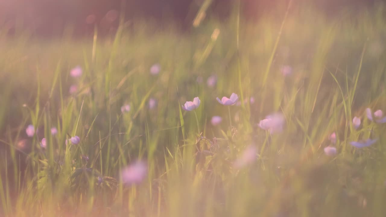 女人的手摘下一朵小白野花特写。视频下载