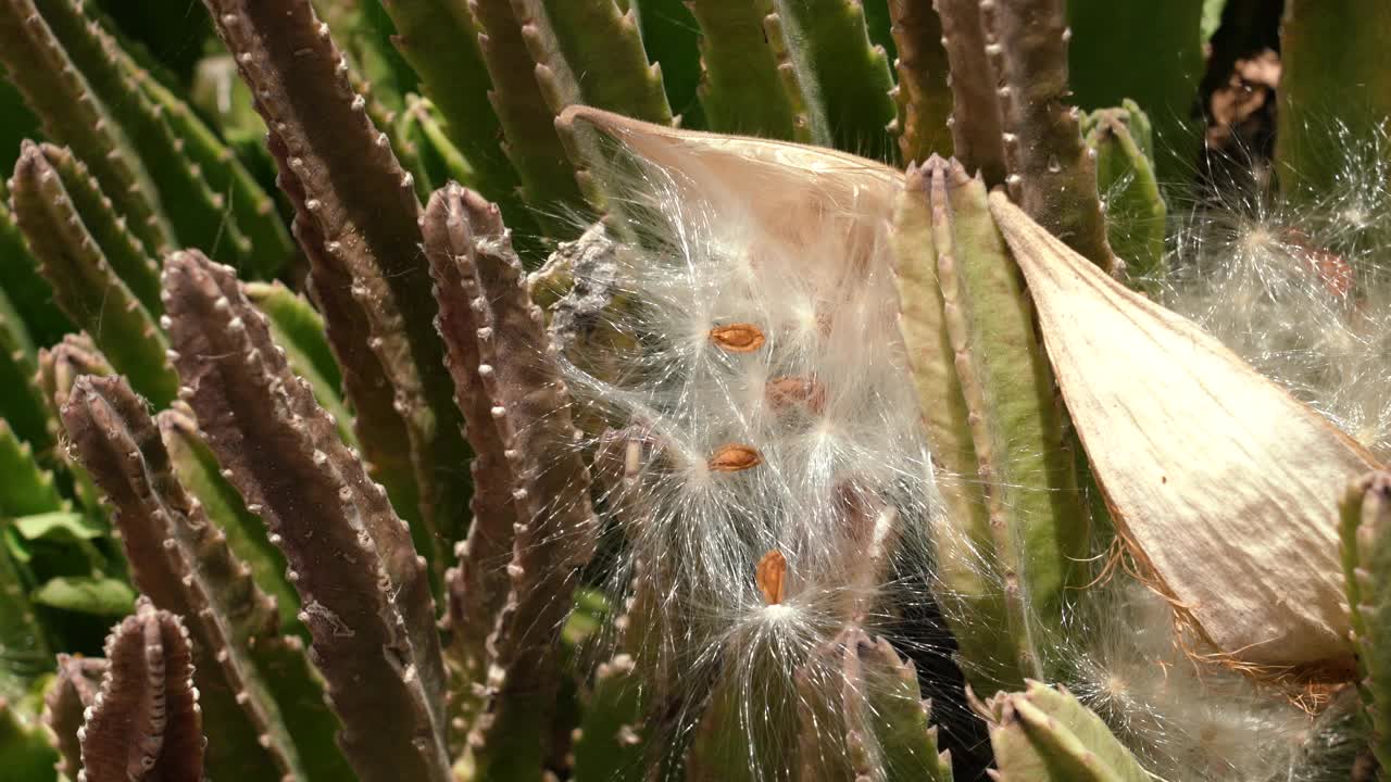 巨藤(Stapelia gigantea)是夹竹桃科(Apocynaceae) Stapelia属的一种开花植物。祖鲁巨草，腐肉植物和蟾蜍植物。夏威夷瓦胡岛的Kaena ponit trail视频下载