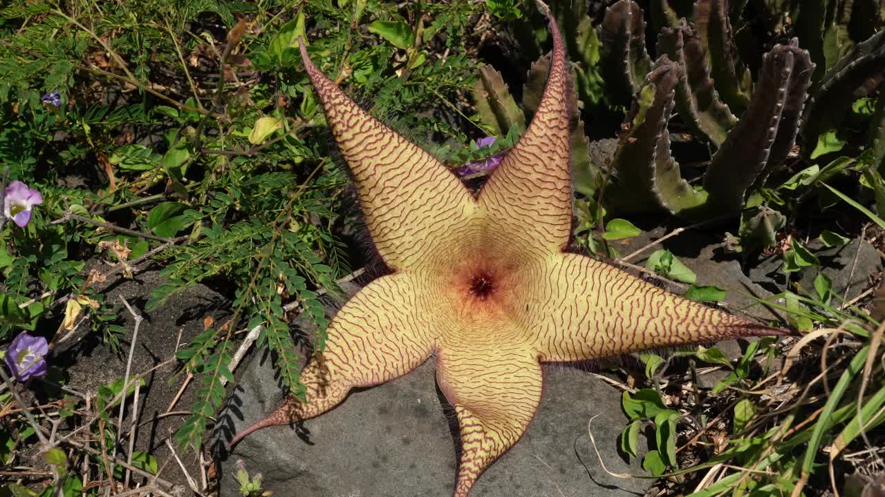 巨藤(Stapelia gigantea)是夹竹桃科(Apocynaceae) Stapelia属的一种开花植物。祖鲁巨草，腐肉植物和蟾蜍植物。夏威夷瓦胡岛的Kaena ponit trail视频下载