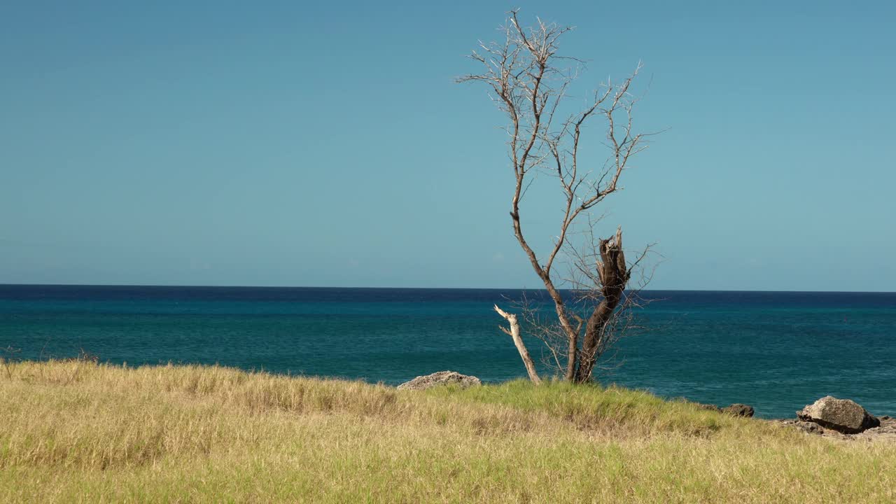 死树。Keawaula海滩，横滨湾，Kaena Point州立公园，瓦胡岛，夏威夷。视频下载