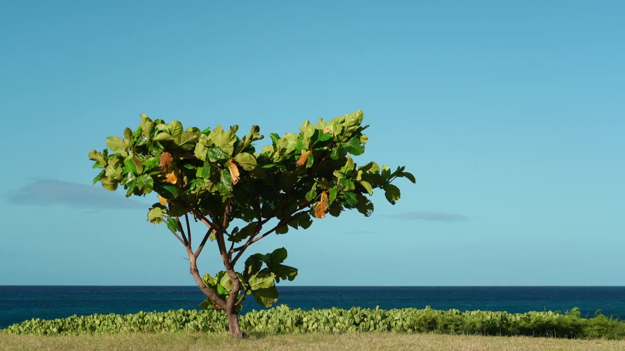 Keawaula海滩，横滨湾，Kaena Point州立公园，瓦胡岛，夏威夷。梧桐是梧桐科铅木科的一种大型热带树种。乡村杏仁，印度杏仁，马拉巴杏仁，视频下载