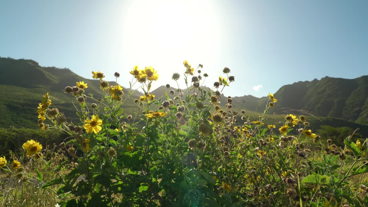 马鞭草是菊科开花植物。Keawaula海滩，横滨湾，Kaena Point州立公园，瓦胡岛，夏威夷。黄金crownbeard。黄金杂草。野生向日葵。视频下载