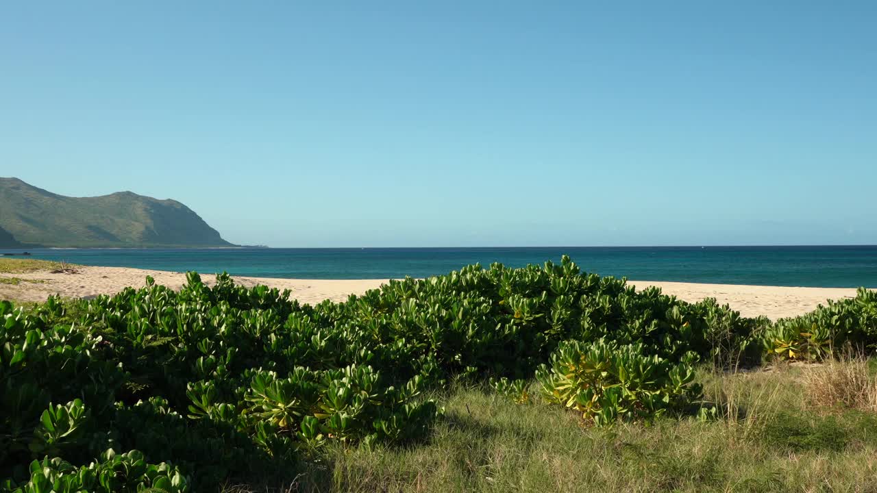 Scaevola taccada，也被称为海滩卷心菜，海莴苣，海滩naupaka, naupaka kahakai。Keawaula海滩，横滨湾，Kaena Point州立公园，瓦胡岛，夏威夷。视频下载