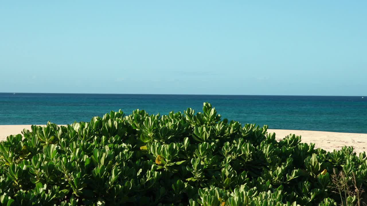 Scaevola taccada，也被称为海滩卷心菜，海莴苣，海滩naupaka, naupaka kahakai。Keawaula海滩，横滨湾，Kaena Point州立公园，瓦胡岛，夏威夷。视频下载