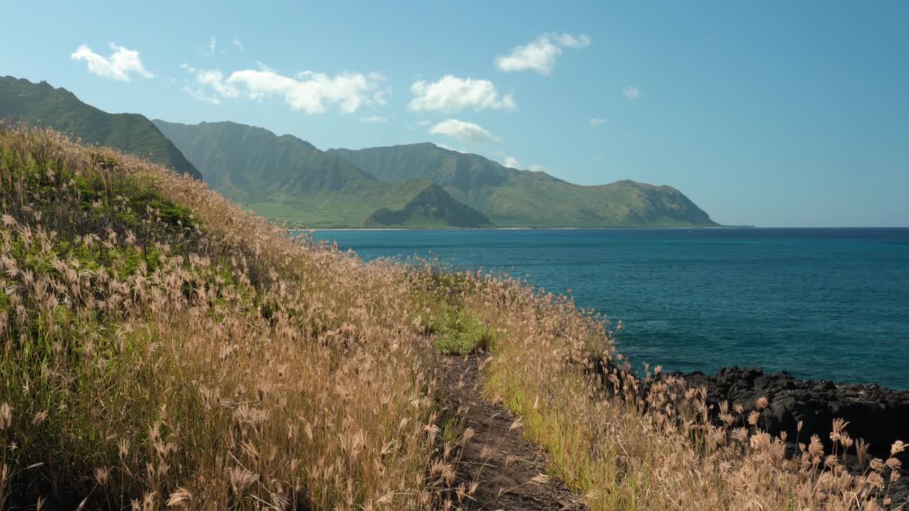 浮肿指草。夏威夷瓦胡岛的Kaena ponit trail。虎尾草是一种广泛分布的草科植物，俗称风车草或指草。海岸线视频下载