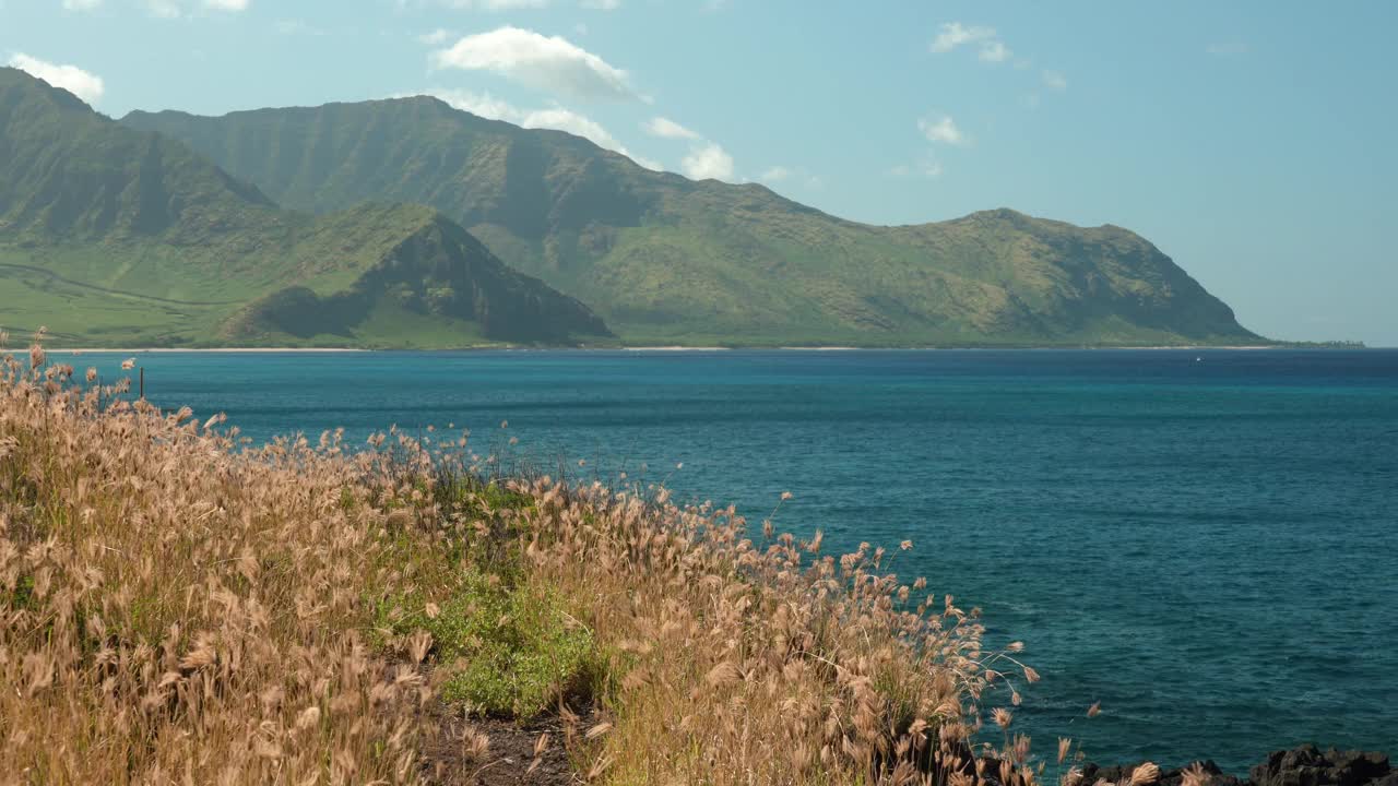 浮肿指草。夏威夷瓦胡岛的Kaena ponit trail。虎尾草是一种广泛分布的草科植物，俗称风车草或指草。海岸线视频下载