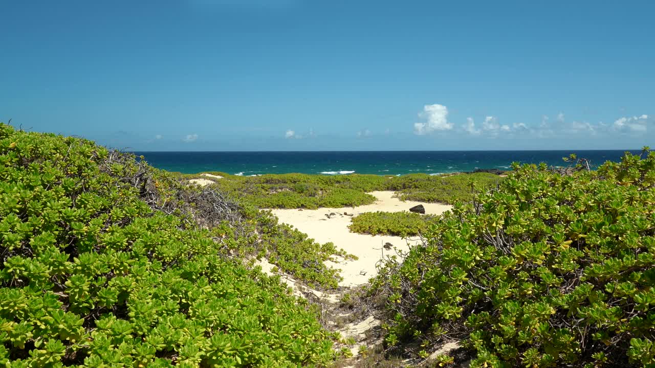 Scaevola taccada，也被称为海滩卷心菜，海莴苣，海滩naupaka, naupaka kahakai。夏威夷瓦胡岛的卡埃纳角州立公园。视频下载