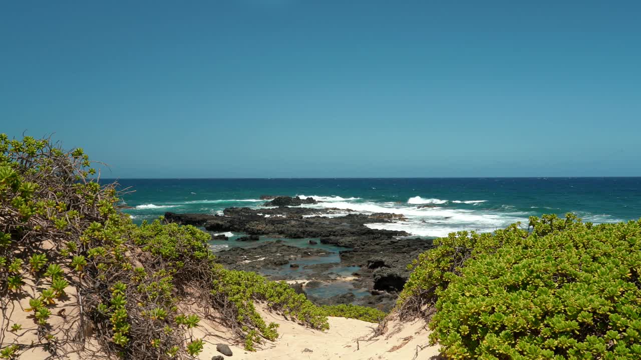 Scaevola taccada，也被称为海滩卷心菜，海莴苣，海滩naupaka, naupaka kahakai。夏威夷瓦胡岛的卡埃纳角州立公园。视频下载