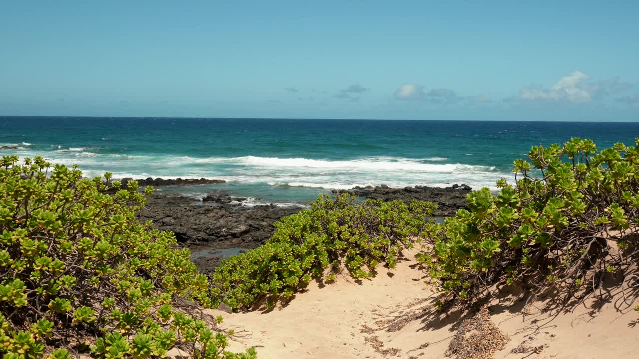 Scaevola taccada，也被称为海滩卷心菜，海莴苣，海滩naupaka, naupaka kahakai。夏威夷瓦胡岛的卡埃纳角州立公园。视频下载