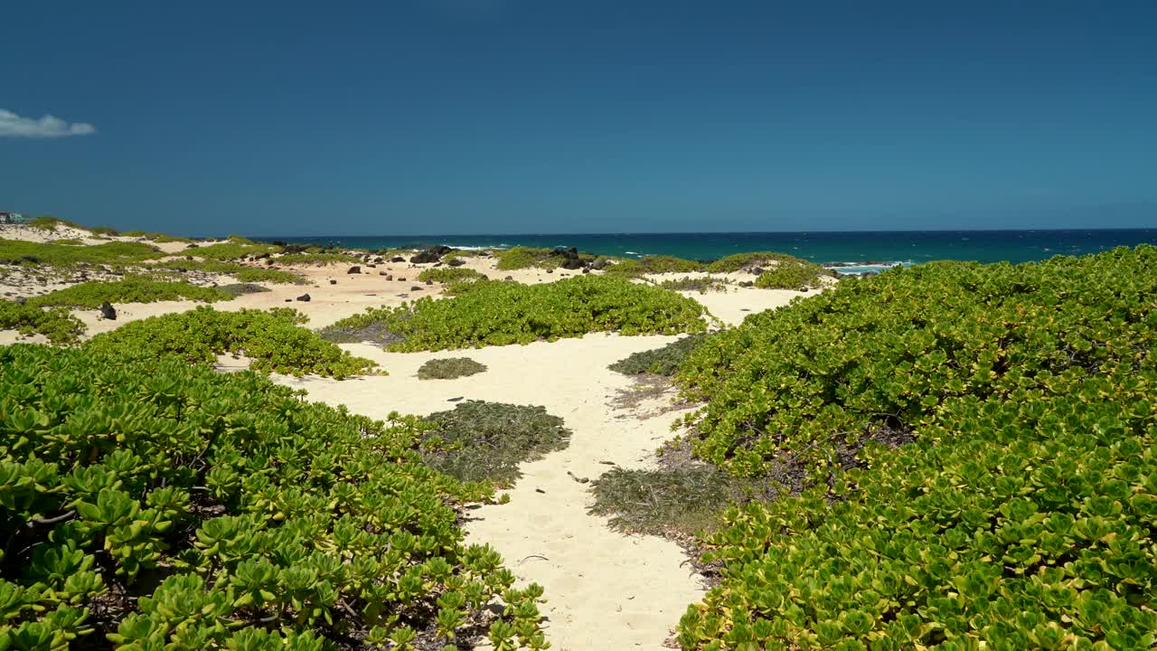 Scaevola taccada，也被称为海滩卷心菜，海莴苣，海滩naupaka, naupaka kahakai。夏威夷瓦胡岛的卡埃纳角州立公园。视频下载