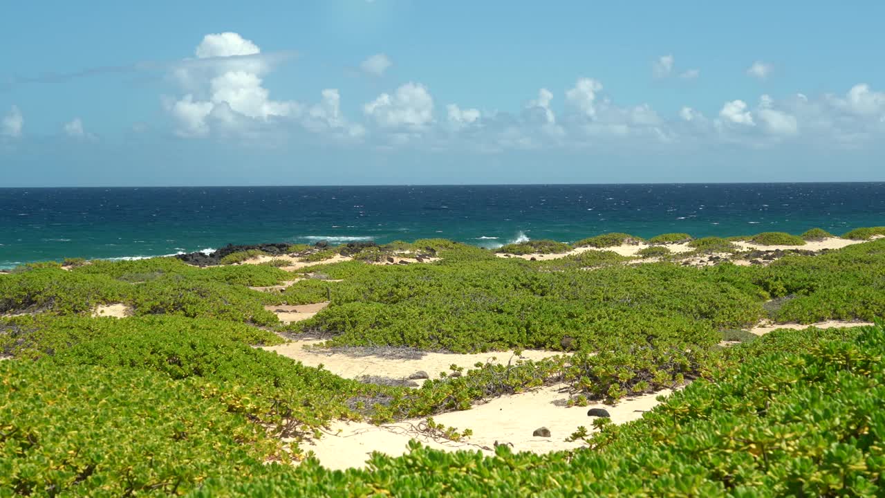 Scaevola taccada，也被称为海滩卷心菜，海莴苣，海滩naupaka, naupaka kahakai。夏威夷瓦胡岛的卡埃纳角州立公园。视频下载