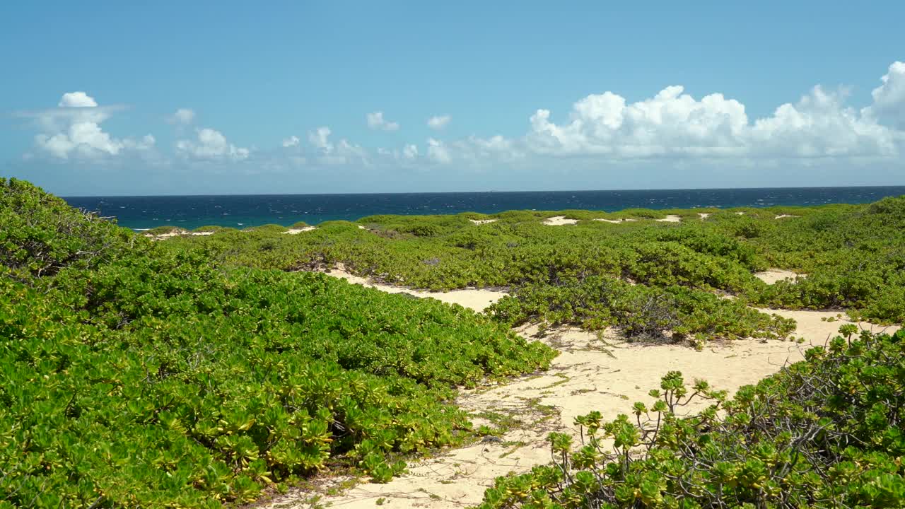 Scaevola taccada，也被称为海滩卷心菜，海莴苣，海滩naupaka, naupaka kahakai。夏威夷瓦胡岛的卡埃纳角州立公园。视频下载