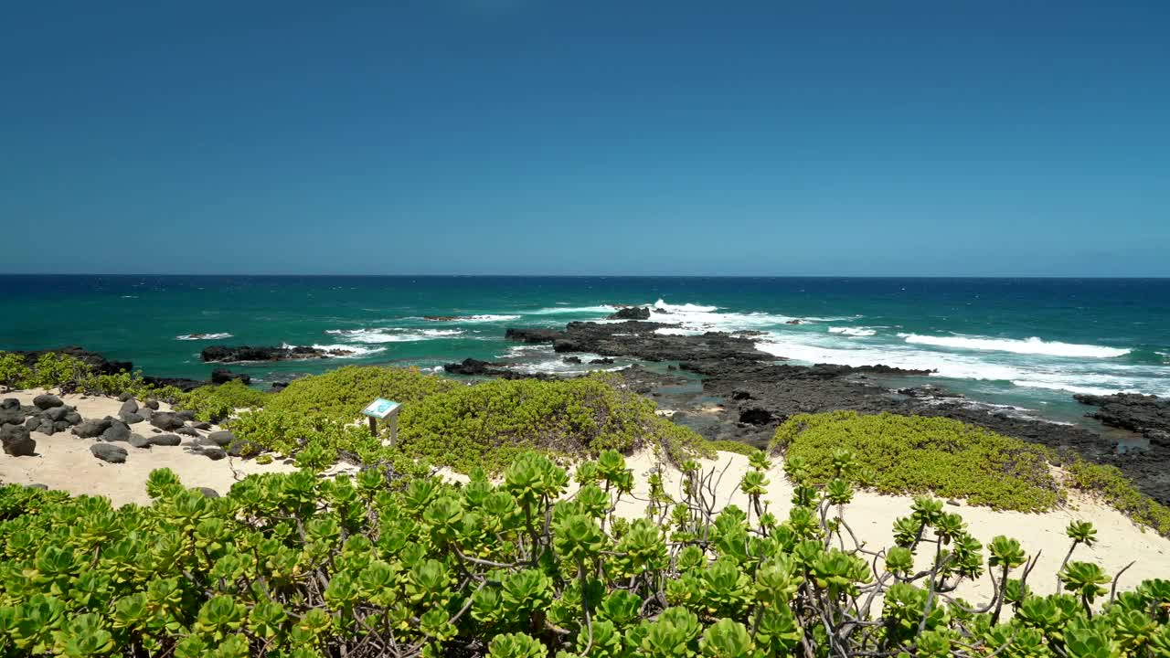 Scaevola taccada，也被称为海滩卷心菜，海莴苣，海滩naupaka, naupaka kahakai。夏威夷瓦胡岛的卡埃纳角州立公园。视频下载