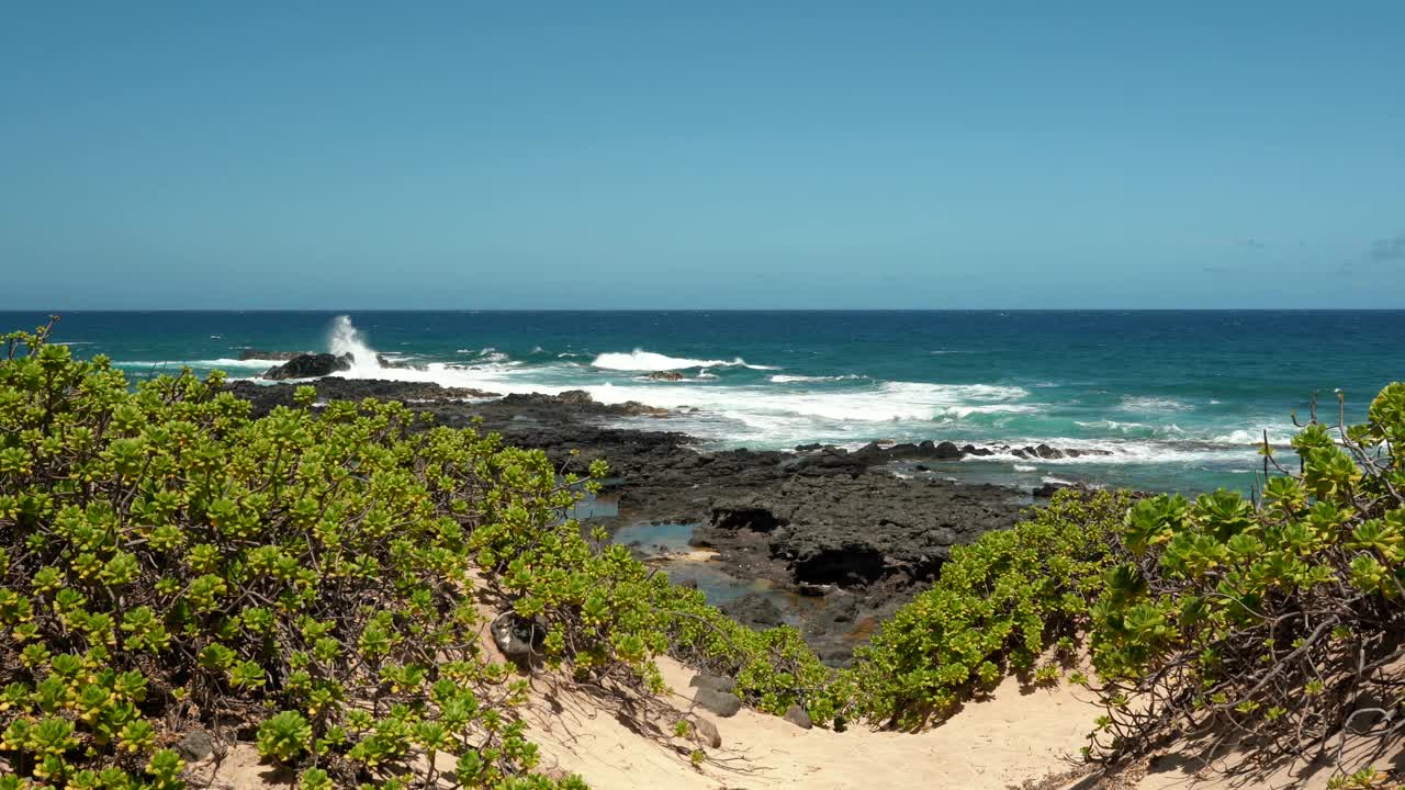 Scaevola taccada，也被称为海滩卷心菜，海莴苣，海滩naupaka, naupaka kahakai。夏威夷瓦胡岛的卡埃纳角州立公园。视频下载