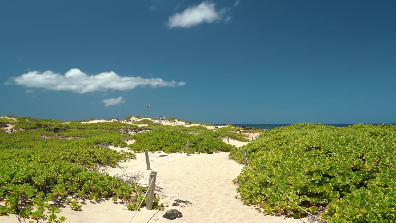 Scaevola taccada，也被称为海滩卷心菜，海莴苣，海滩naupaka, naupaka kahakai。夏威夷瓦胡岛的卡埃纳角州立公园。视频下载