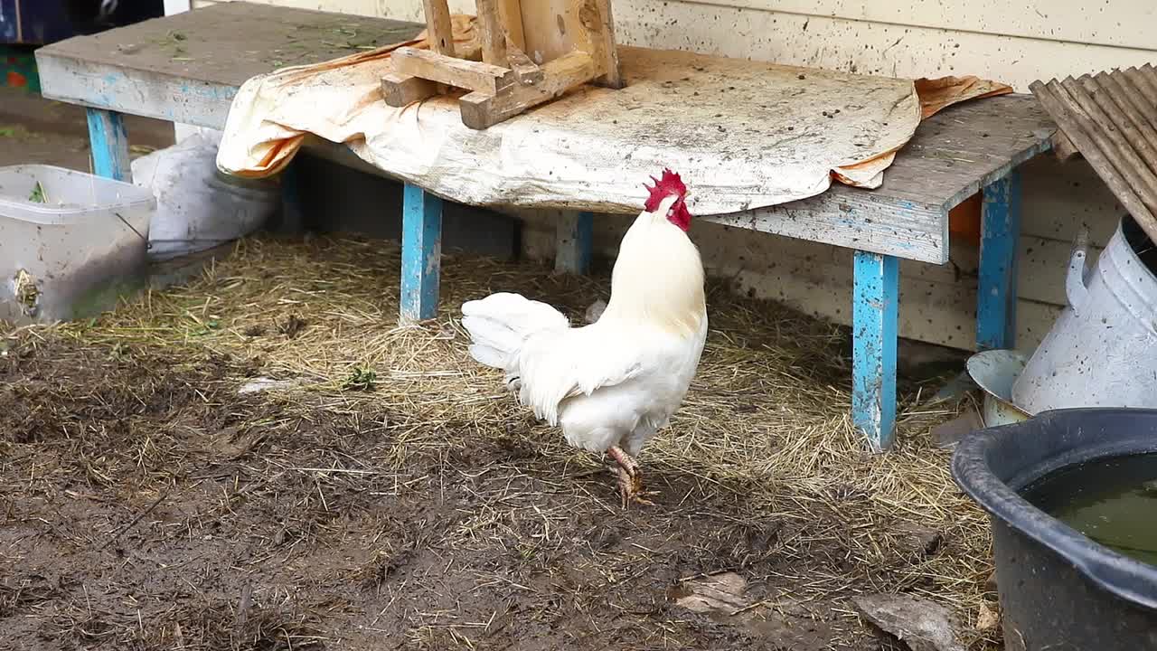 自由放养鸡在有机动物农场自由放牧在院子在牧场背景。鸡在天然生态农场上吃草。36、现代畜牧畜牧与生态农业。动物权利的概念视频素材