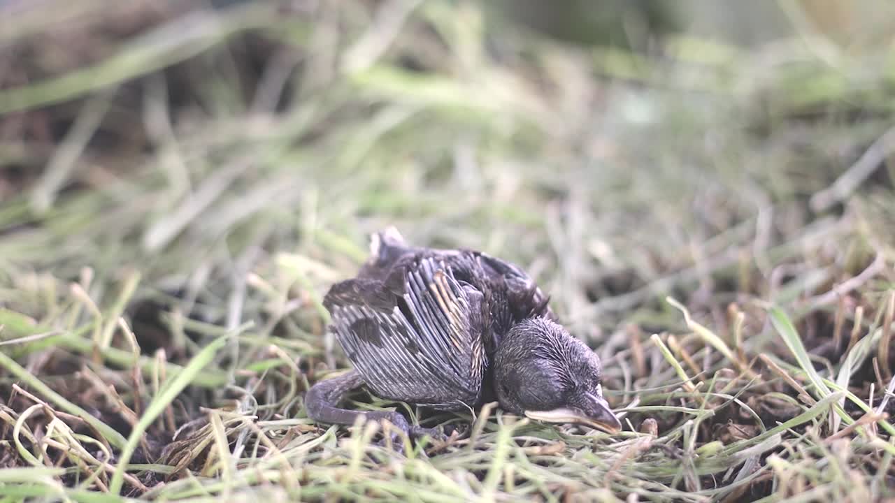 鸟宝宝出生在鸟巢里视频下载