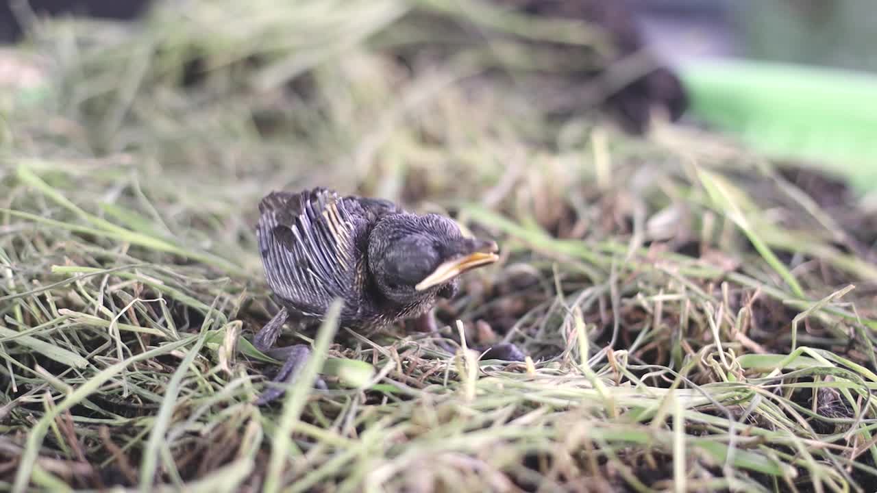 鸟宝宝出生在鸟巢里视频下载