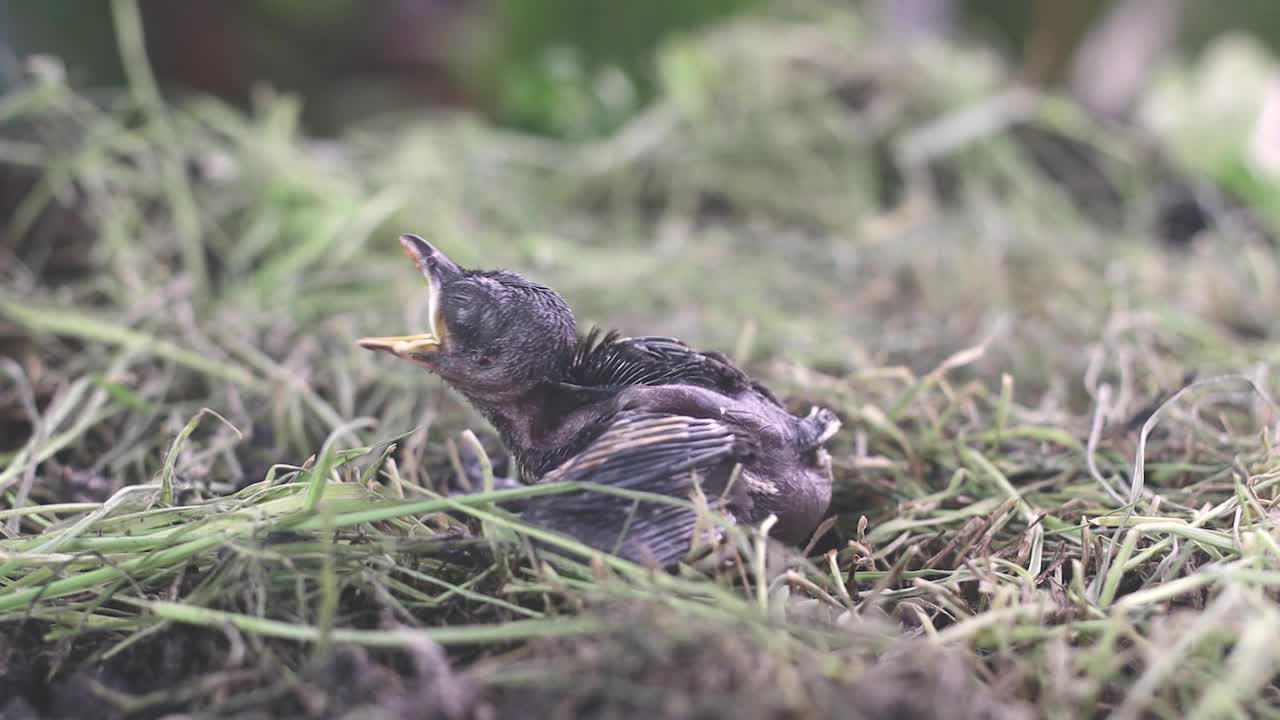 鸟宝宝出生在鸟巢里视频下载