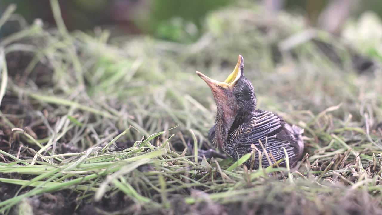 鸟宝宝出生在鸟巢里视频下载