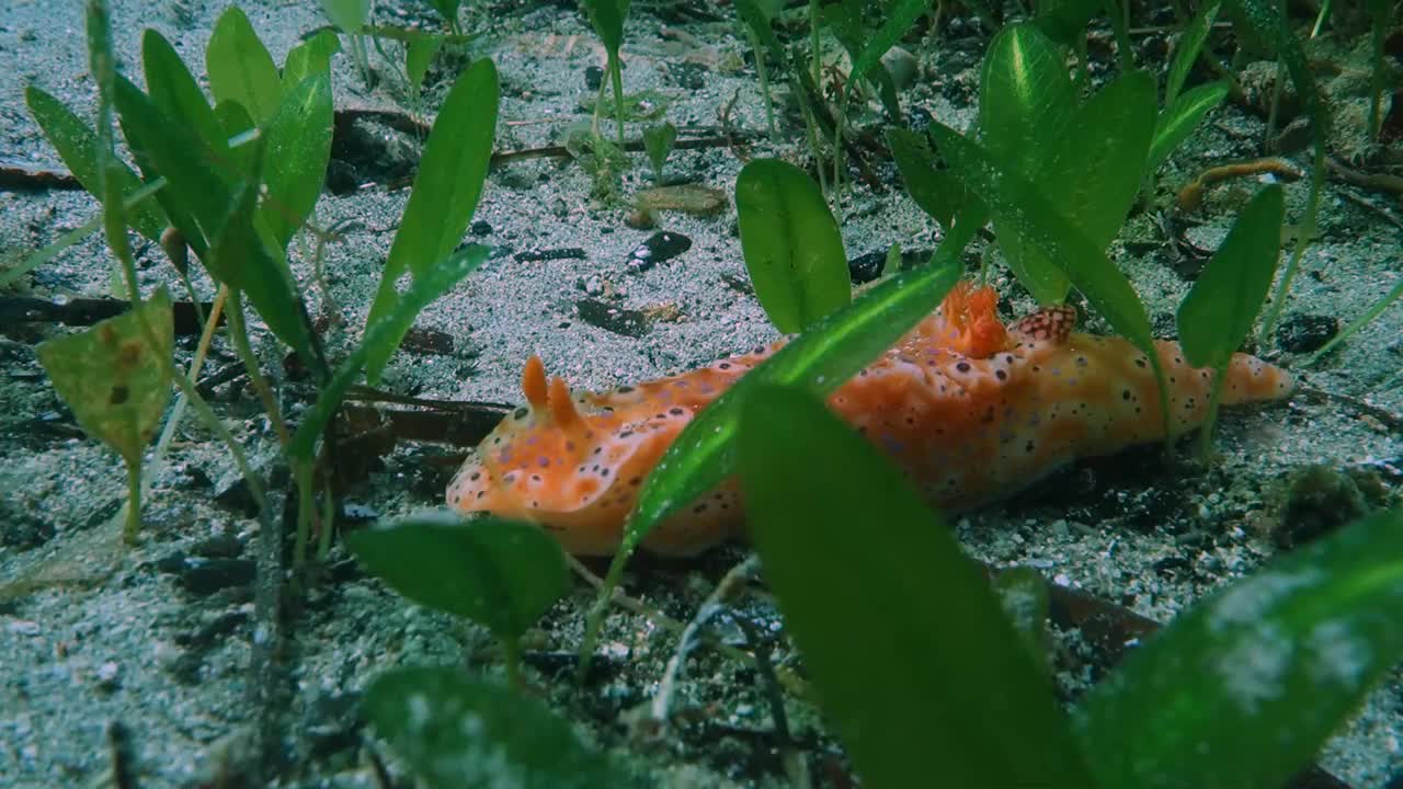 海草中的裸鳃科(短绒角鼻虫)视频下载