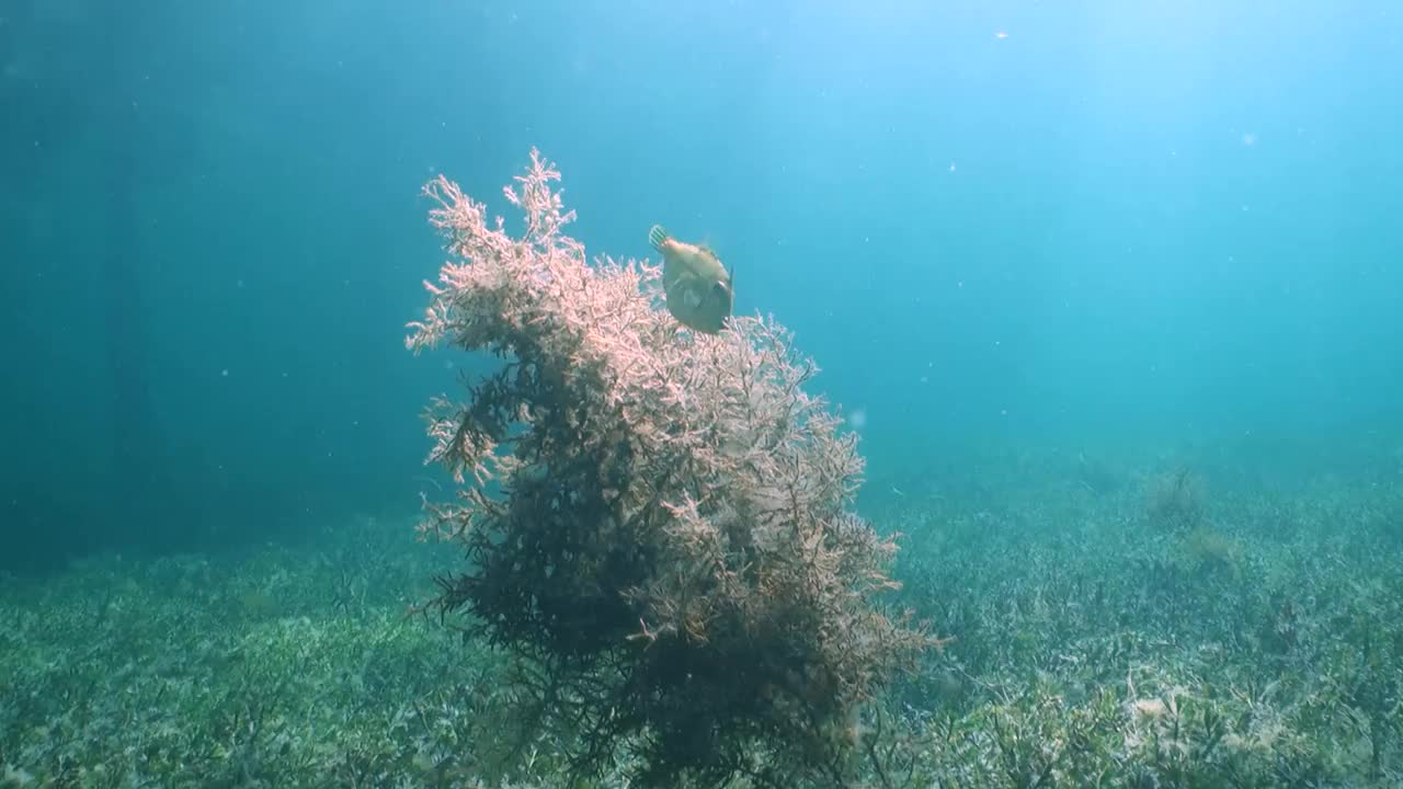 海草丛上的角鱼视频下载