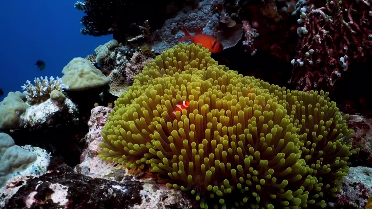 小丑鱼在海葵视频下载