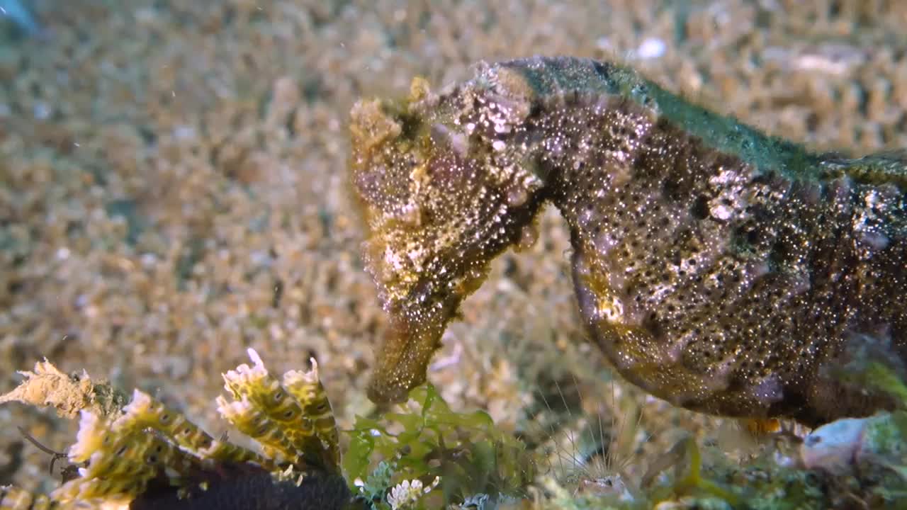 棕色海马的特写视频下载