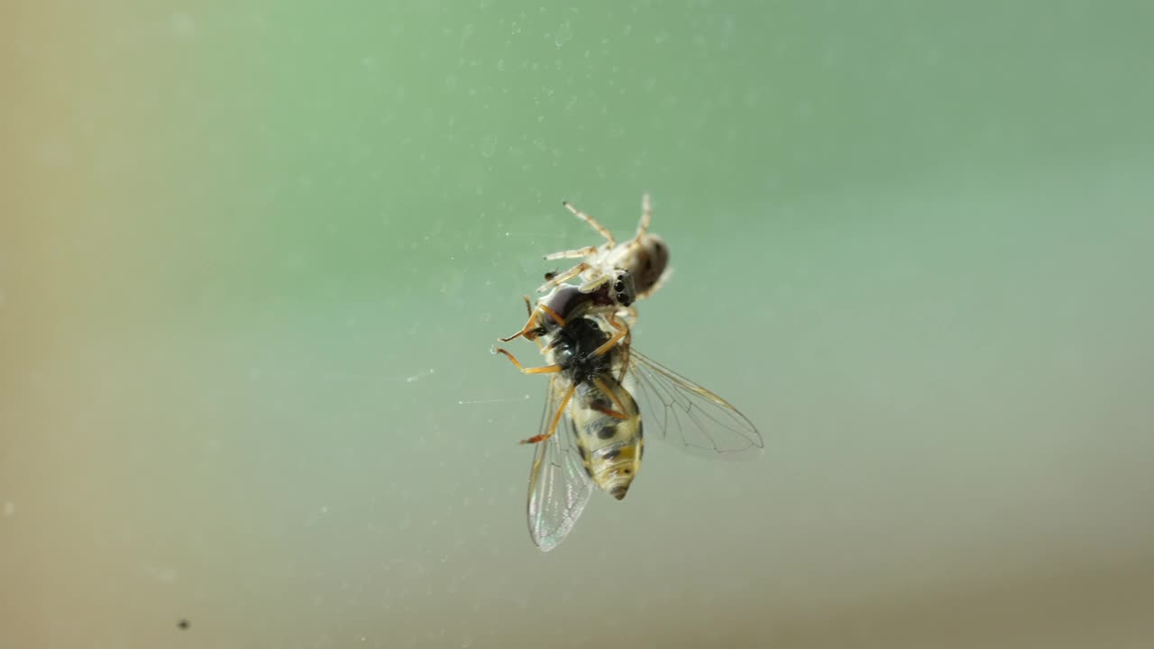 蜘蛛吃蜜蜂视频下载