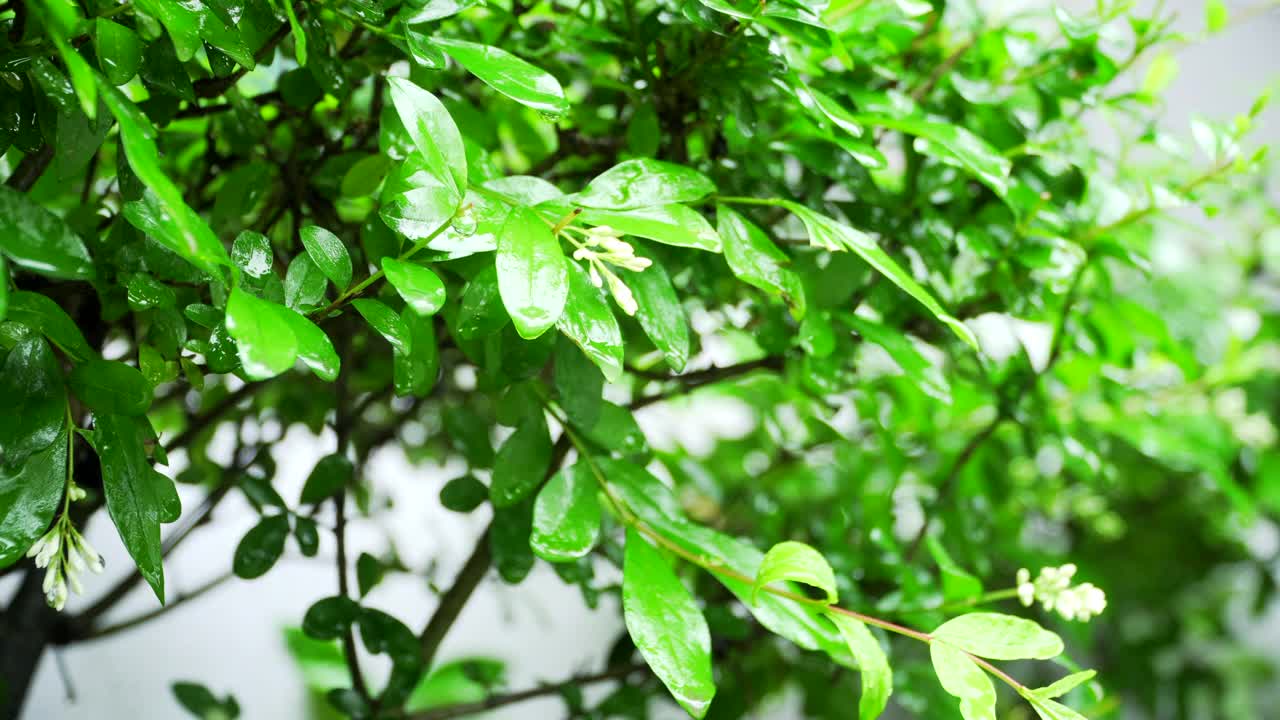 雨后树叶上的雨滴/韩国视频素材