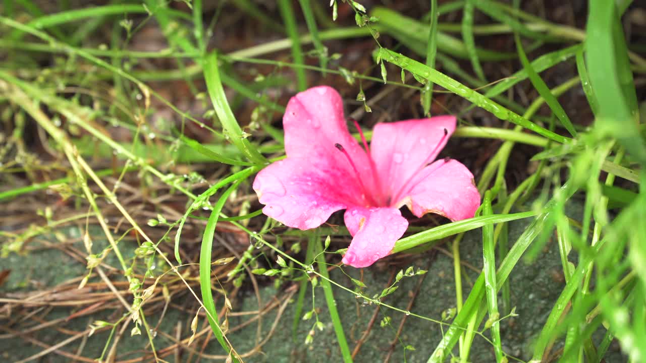 雨后落在花和草上的雨滴/韩国视频素材