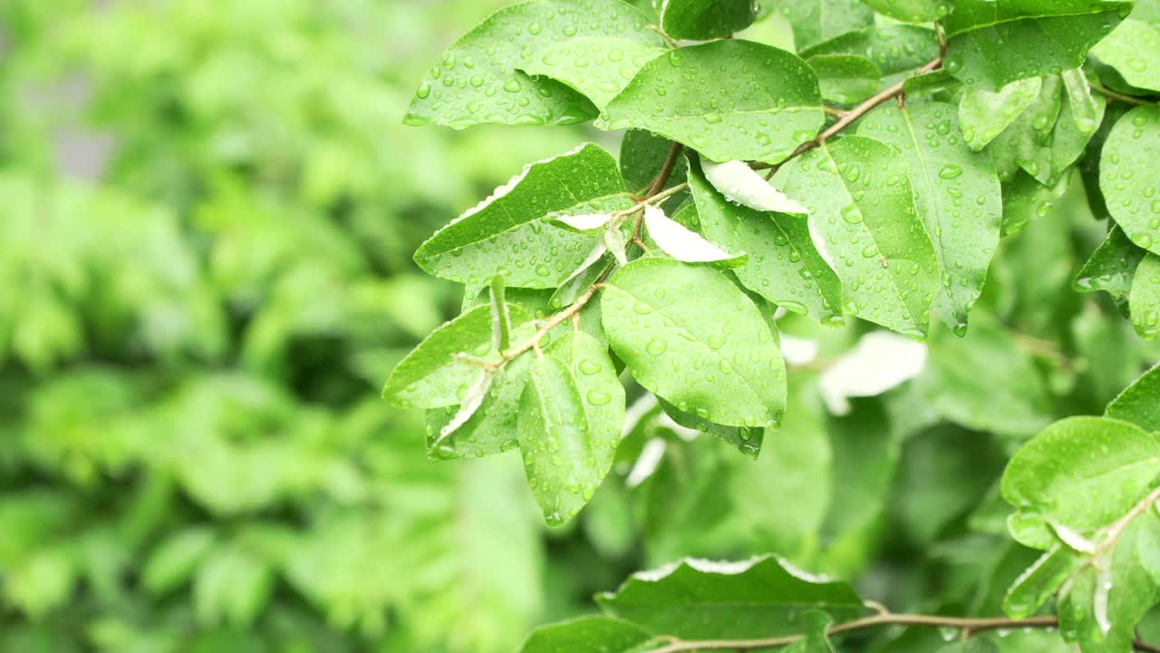 雨后树叶上的雨滴/韩国视频素材