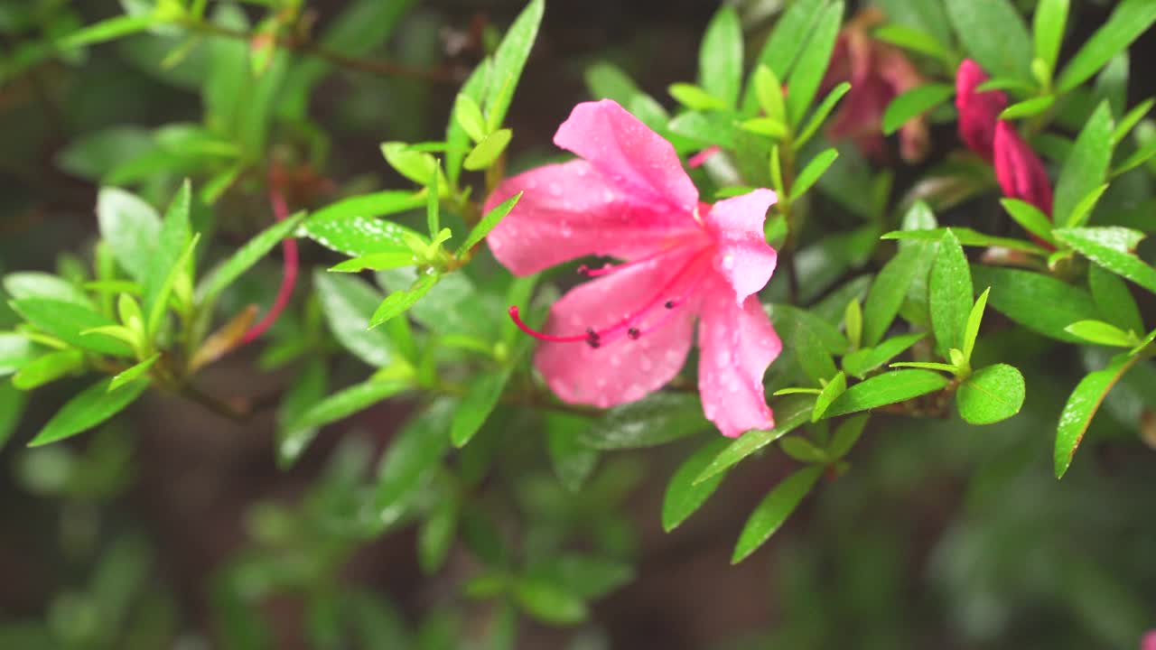 雨后落在花和叶子上的雨滴/韩国视频素材