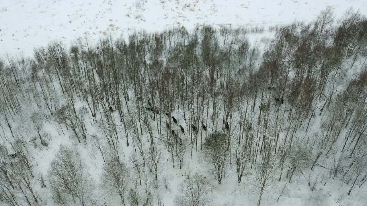 冬季森林。鸟瞰高空。视频素材