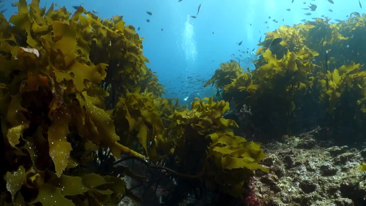 在可怜的骑士岛潜水视频下载