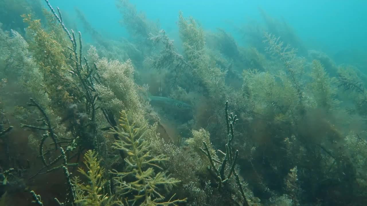 藏在海草中的澳大利亚梭鱼视频下载